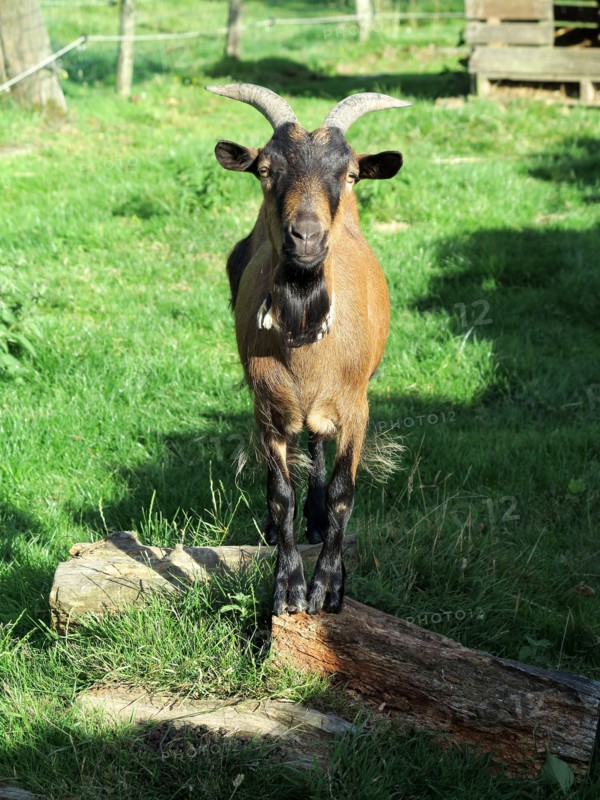 Chevre