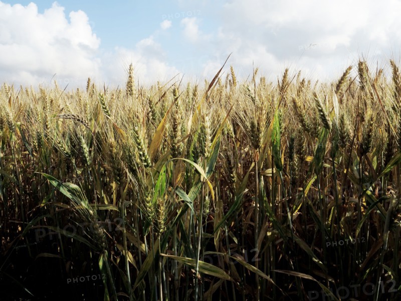 Champ de blé du pays de Caux