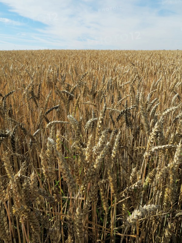 Champ de blé du pays de Caux