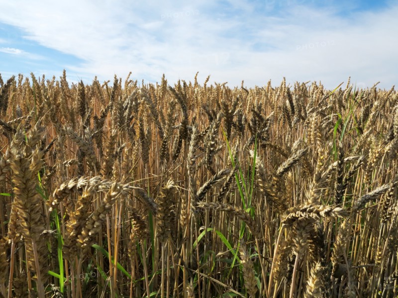 Wheat field in the Pays de Caux