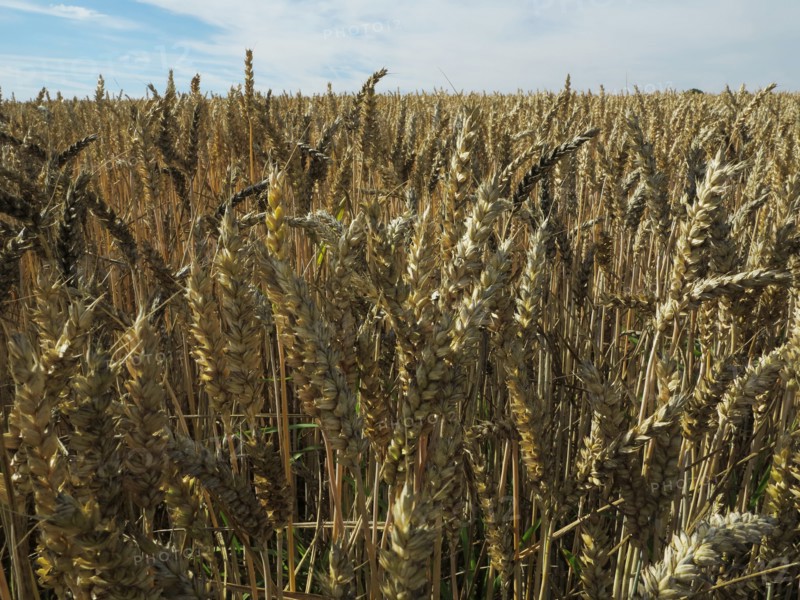 Champ de blé du pays de Caux