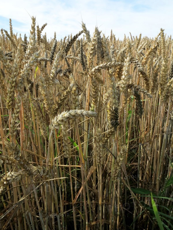 Champ de blé du pays de Caux