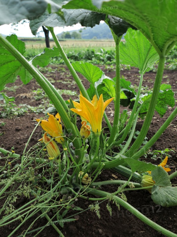Fleurs de courgette