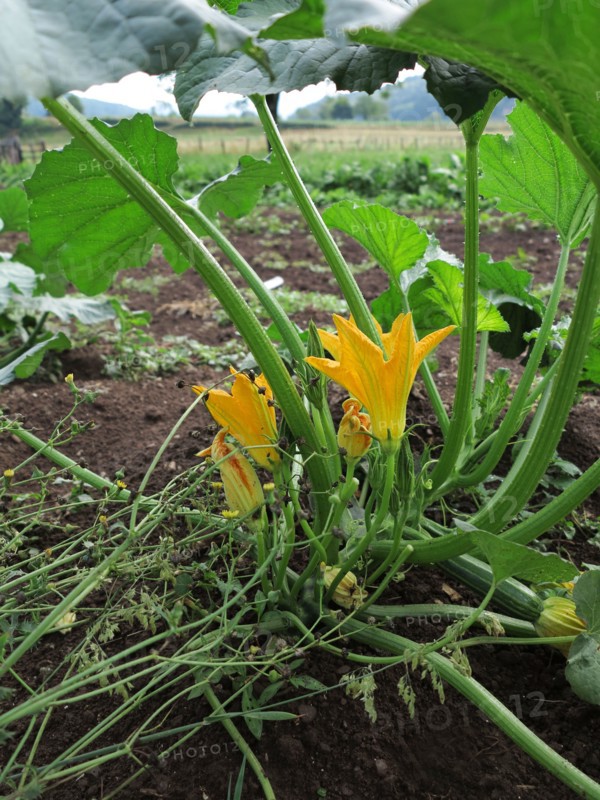 Fleurs de courgette