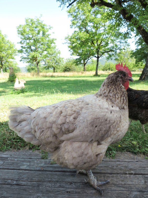 Hens