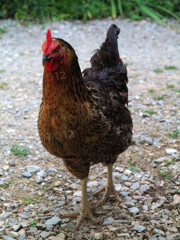 Poules