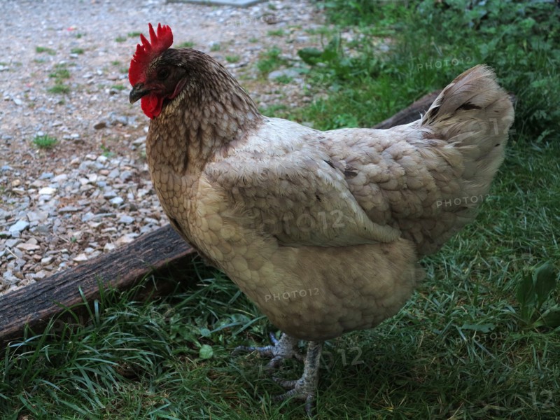 Poules