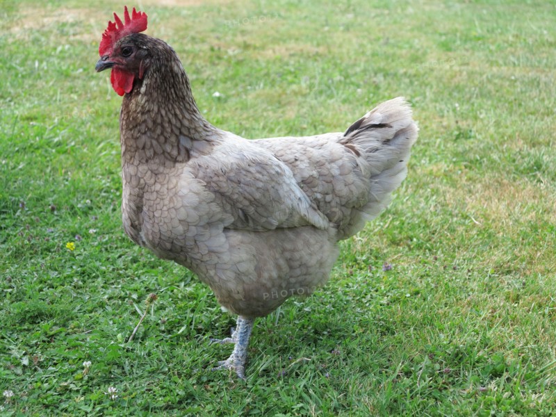 Hens
