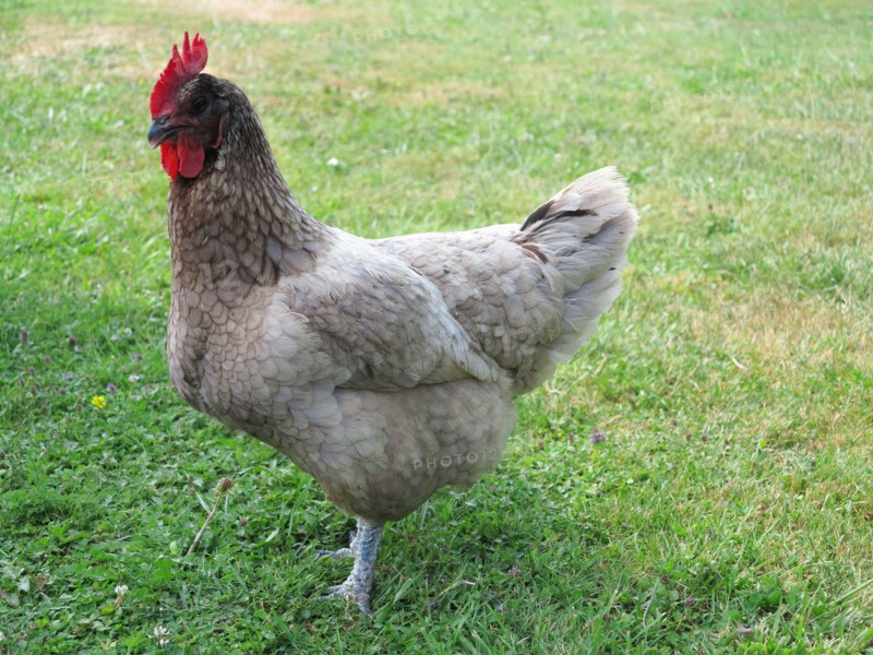 Hens
