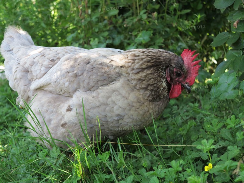 Hens