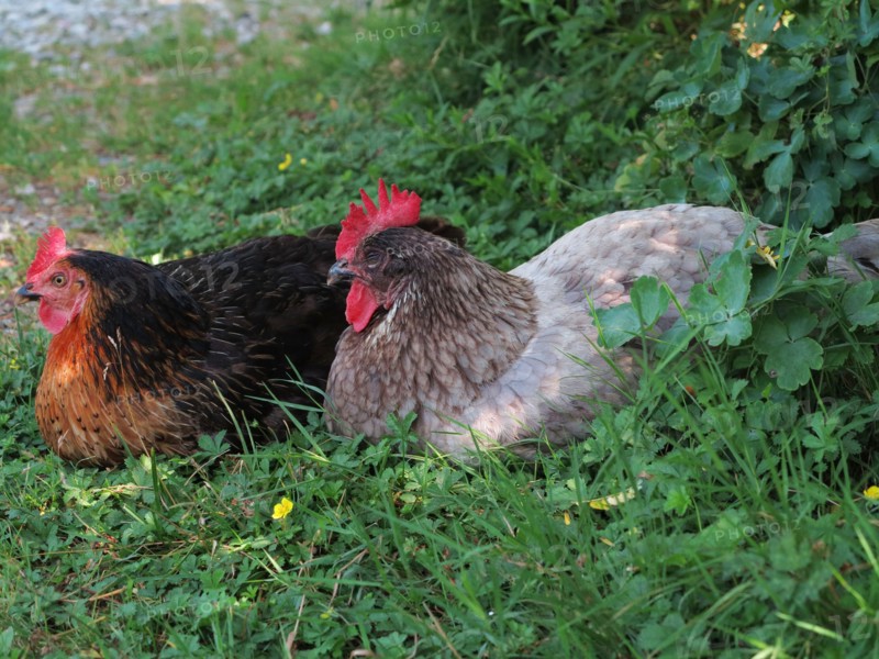 Hens