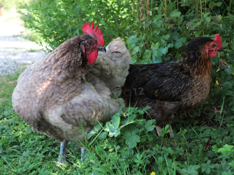 Poules