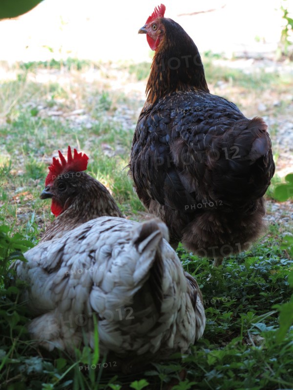 Poules