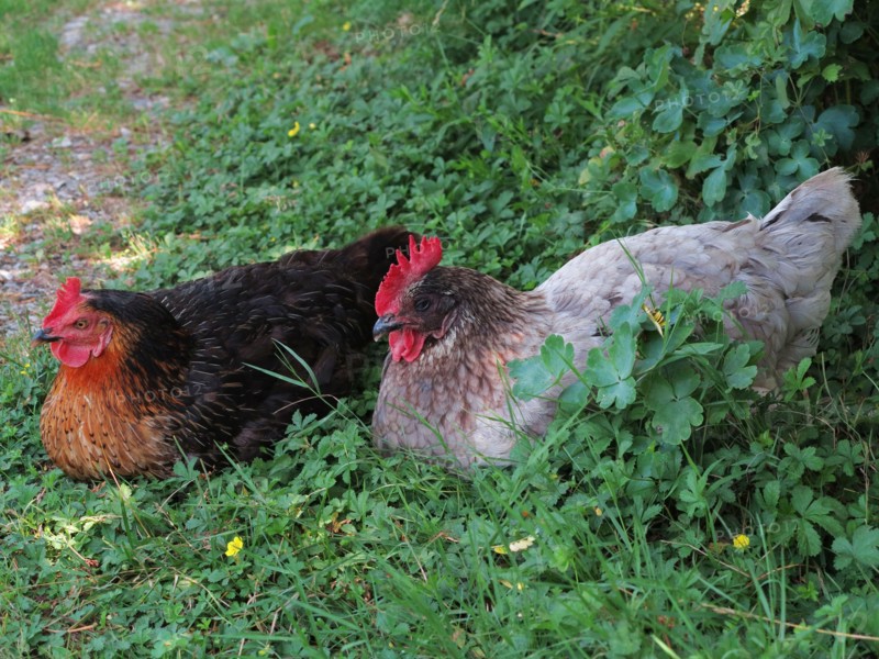 Hens
