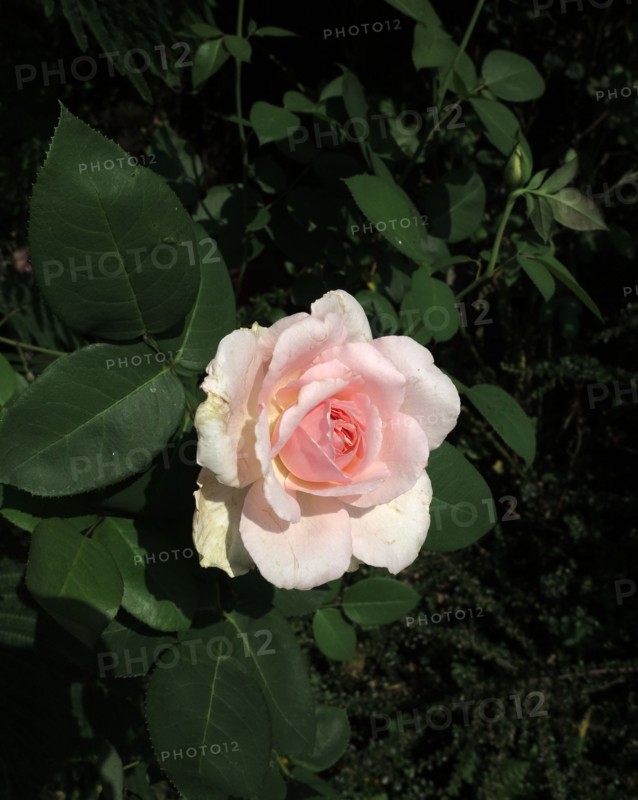 Rose (flower)