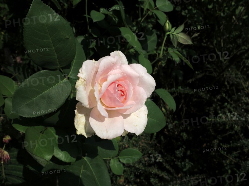 Rose (flower)