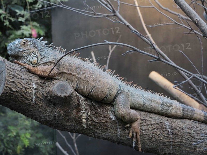 Iguane vert