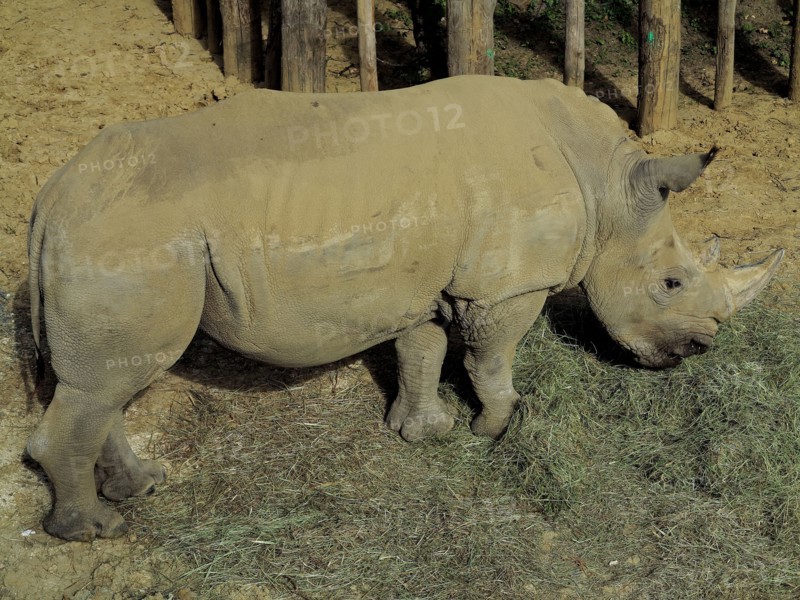 Rhinoceros blanc