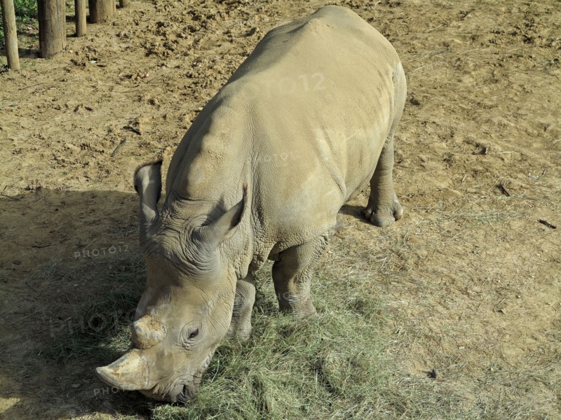 Rhinoceros blanc