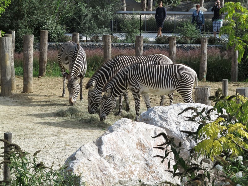 Grevy's zebra