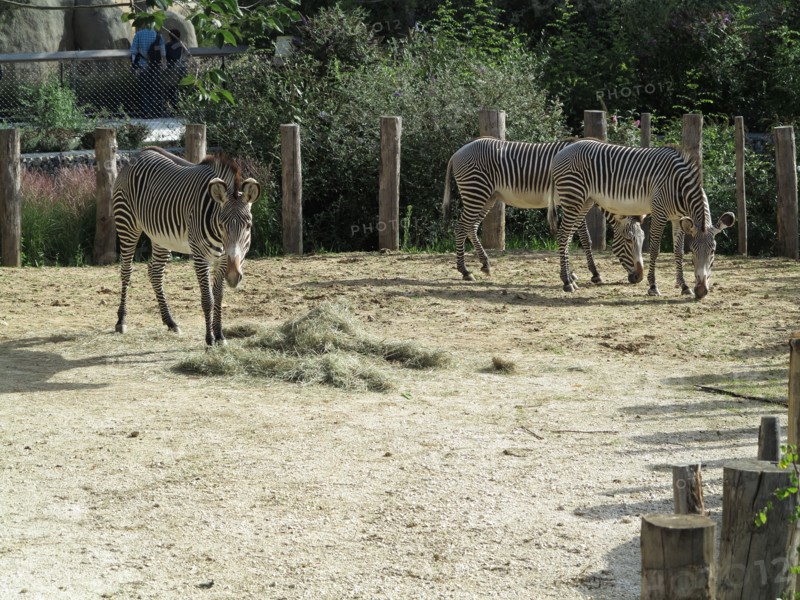 Zebres de Grevy