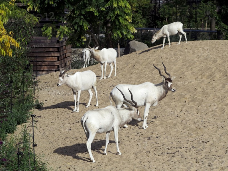 Addax