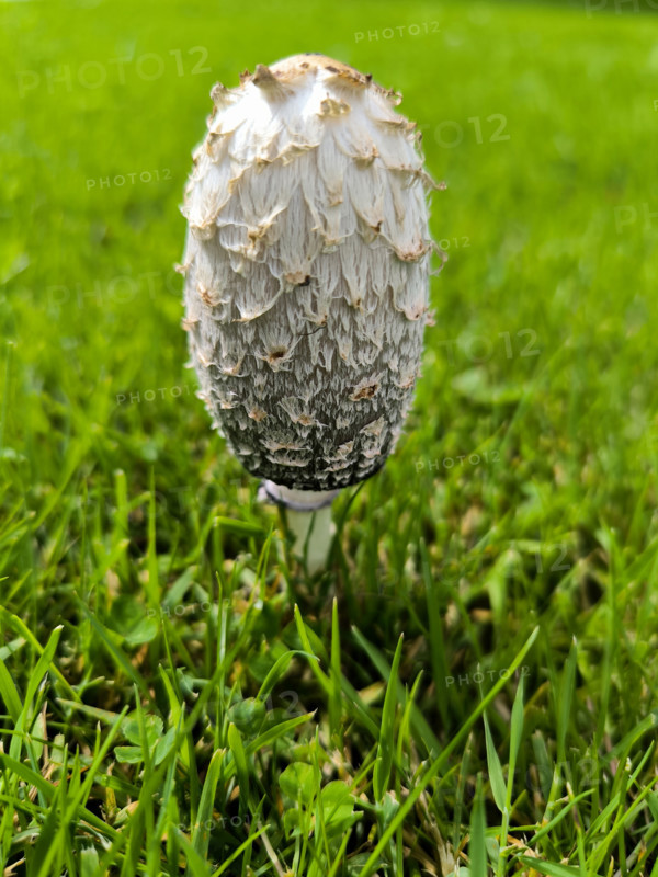 Coprin chevelu