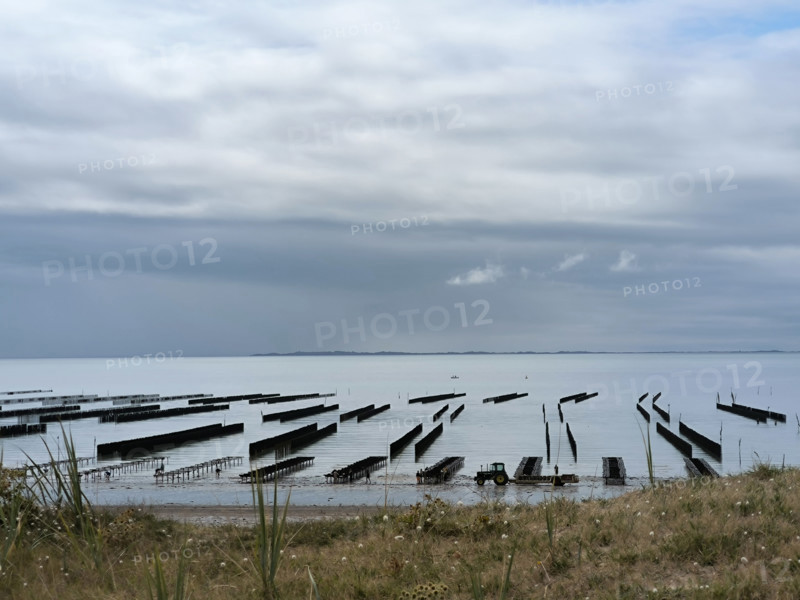 Oyster beds and mussel beds in Normandy