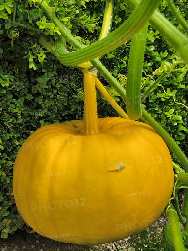 Pumpkin