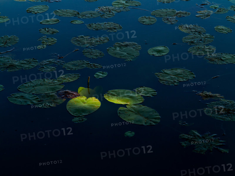 Water lilies
