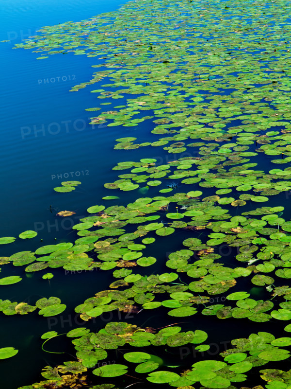 Water lilies