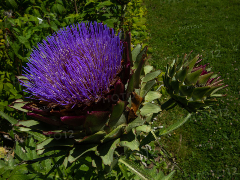 Artichaut en fleur