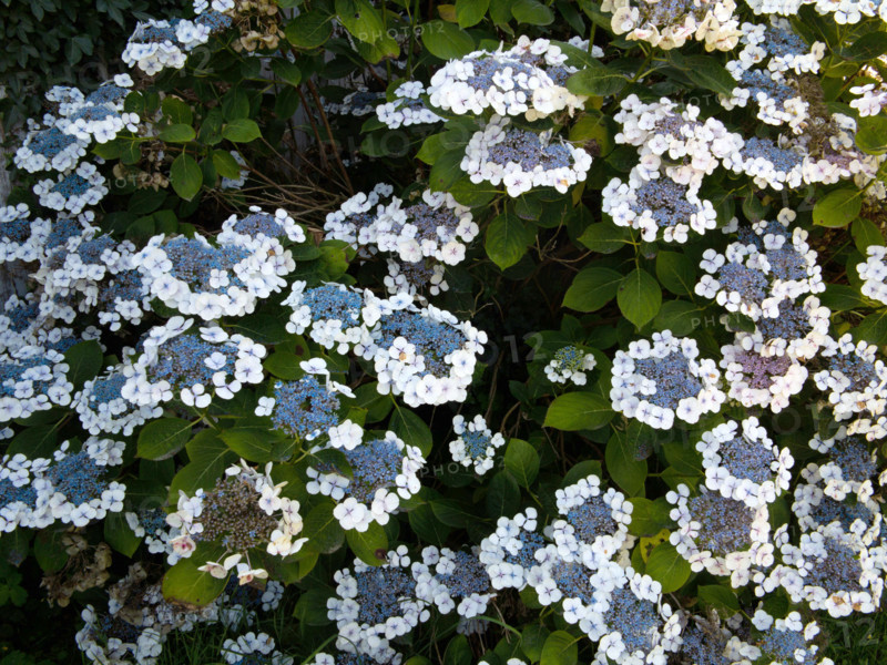 Hortensia été indien