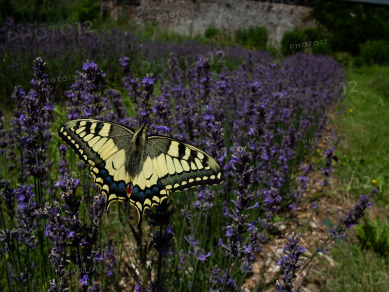 Machaon jaune