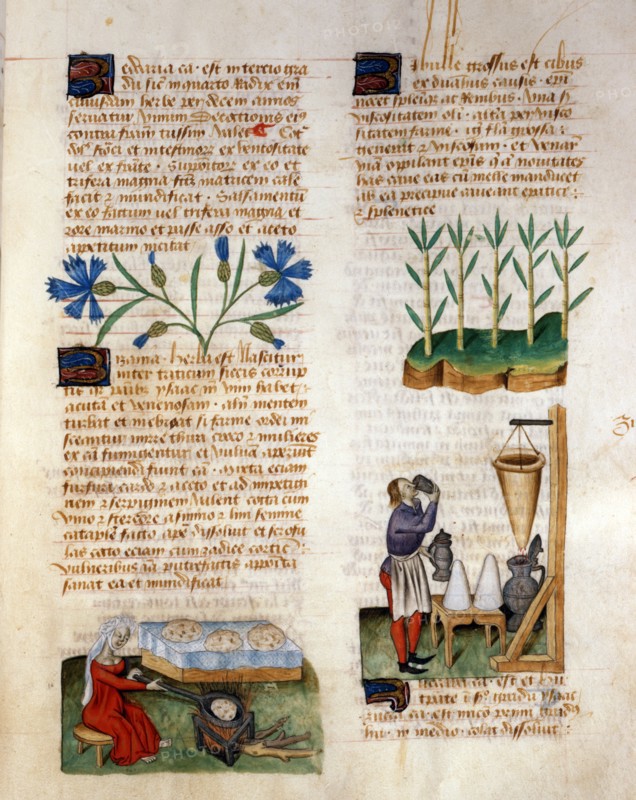 Manuscrit "Tractatus De Herbis"