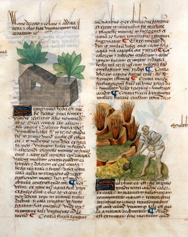 Tractatus De Herbis Manuscript