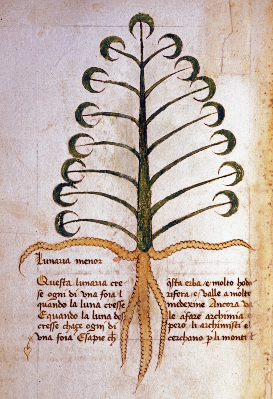 Herba lunaria minore