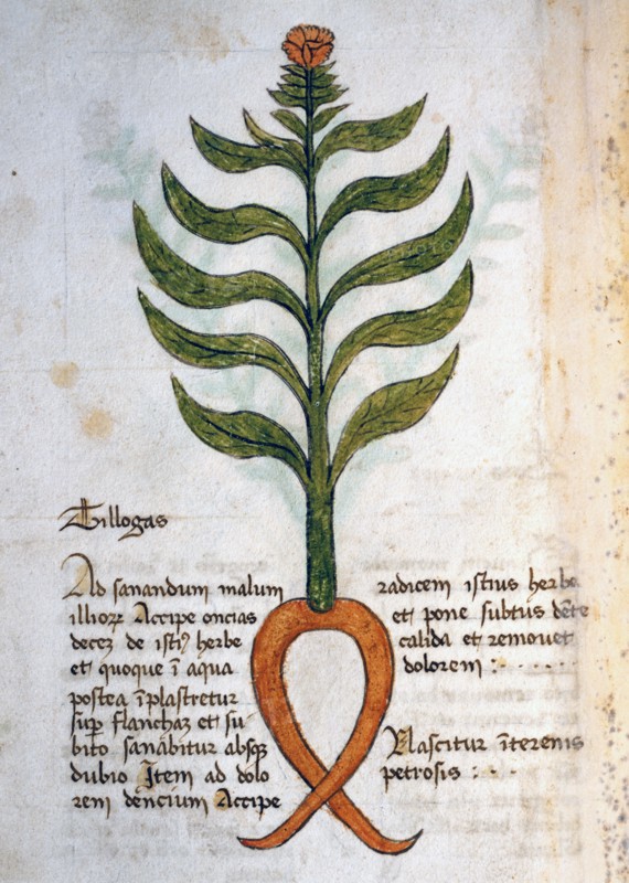 Herba Tillogas
