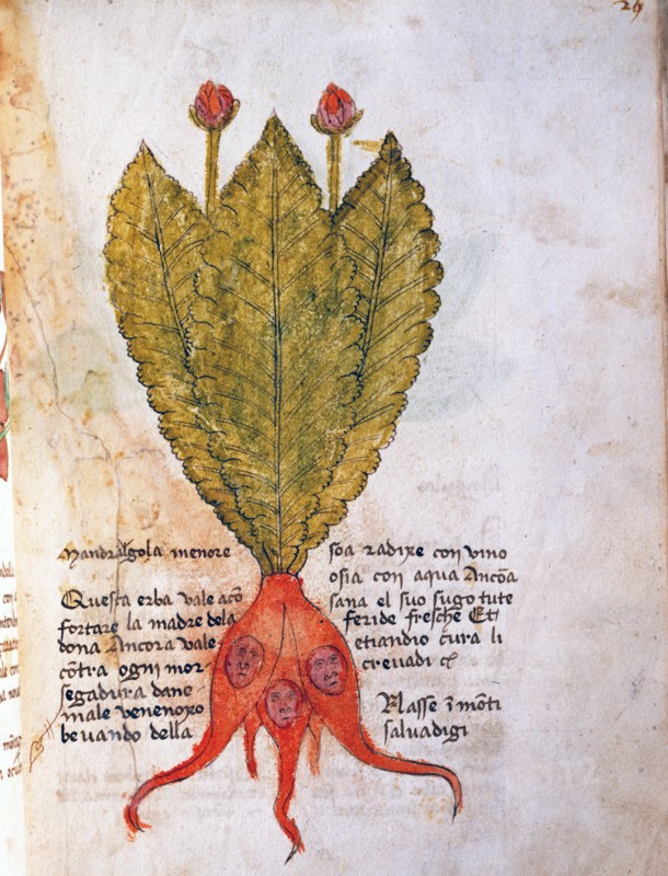 Herba Mandragola Minore