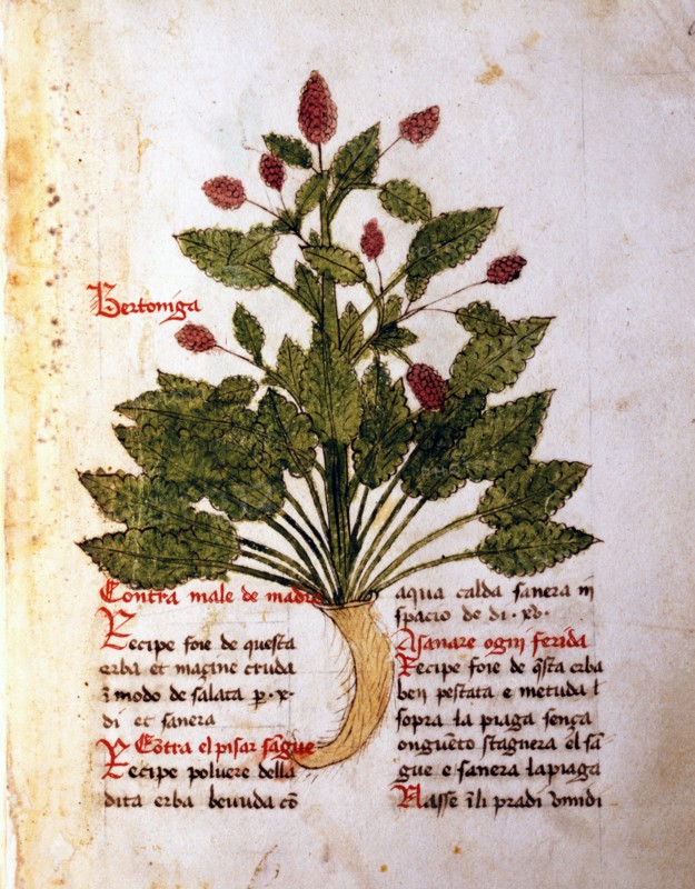 Herba Bertoniga