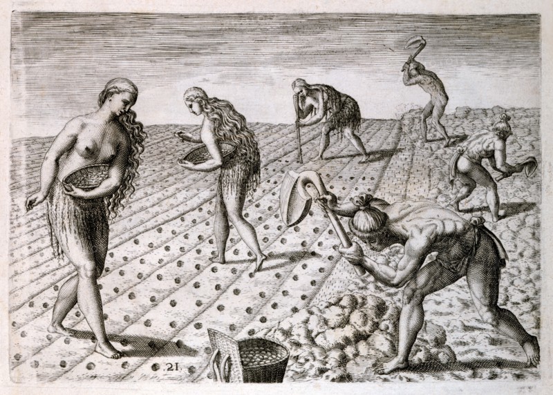 The cultivation of maize crop by an indigenous tribe in Florida