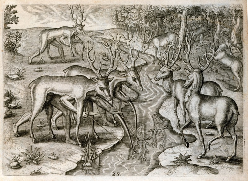 Deer hunting
