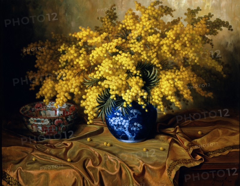 Lejeune, Mimosas