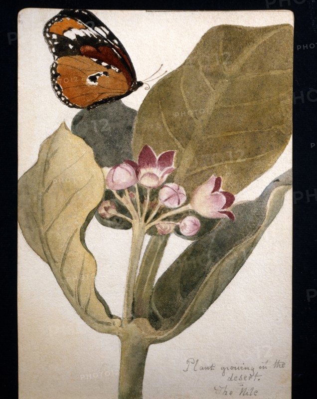 Flower and desert butterfly designed by Frederick Stibbert