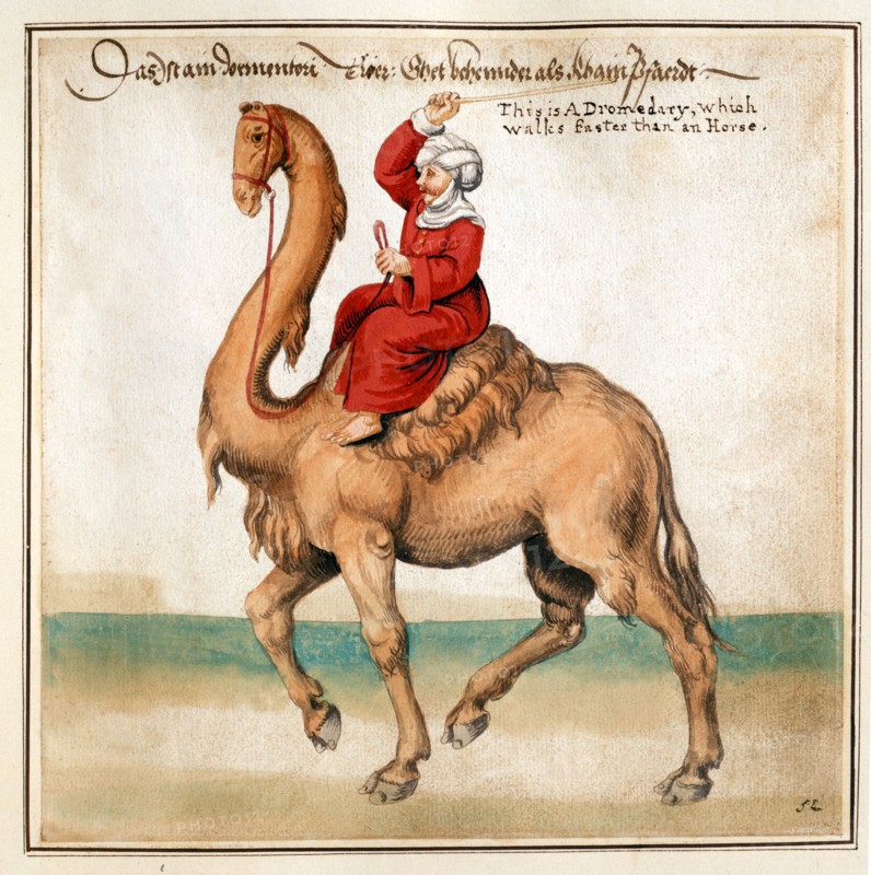 Caravanner on a camel