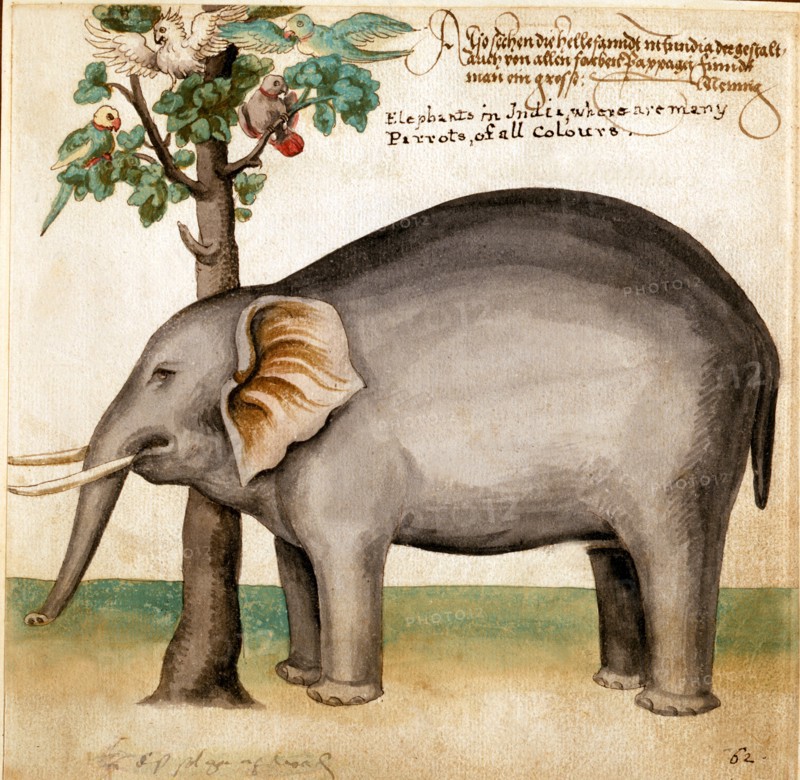 Eléphant d'Inde et perroquets