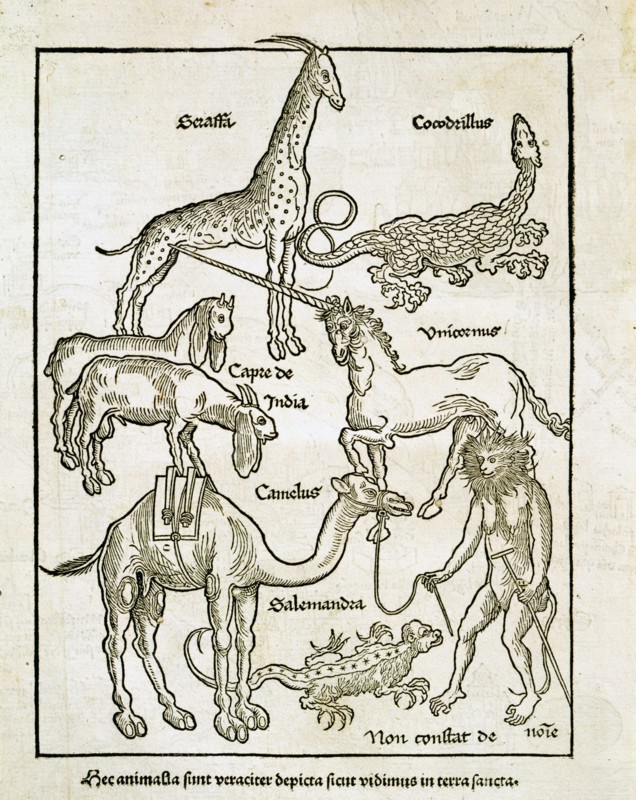 Animaux réels et fantastiques que l'on peut rencontrer en Terre Sainte