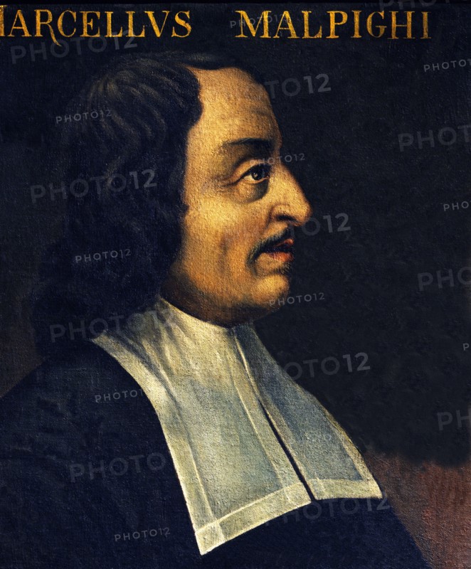 Portrait of Marcello Malpighi