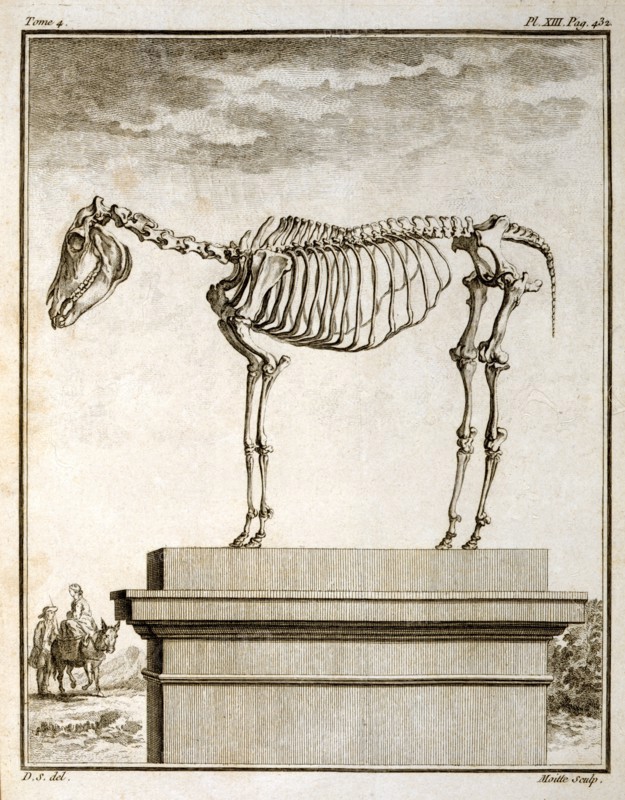 "Histoire Naturelle" de Buffon