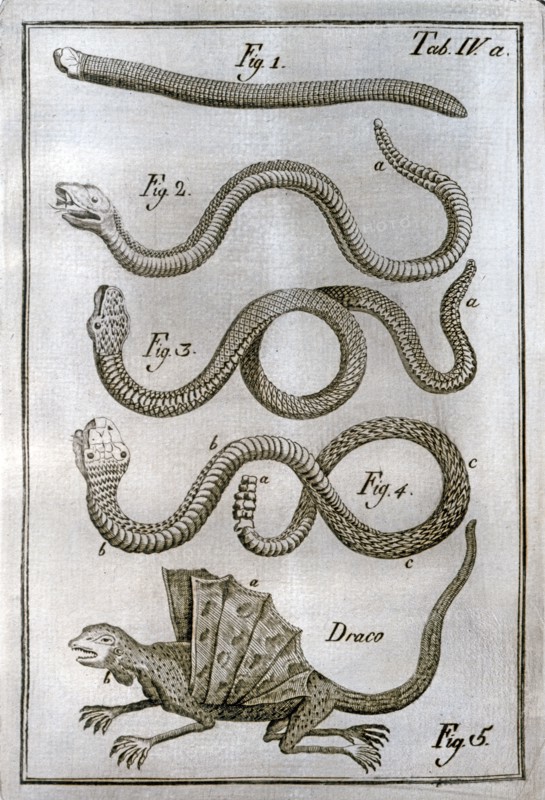 Vandelli, "Dictionary of Natural History"